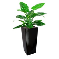 Philodendron 'Imperial Green' In Gq4 Pot (L28Cmxw28Cmxh55Cm)